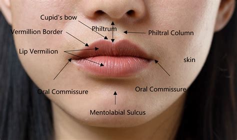 surface area of fake lips